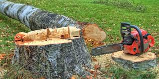 Best Tree Removal Services  in USA